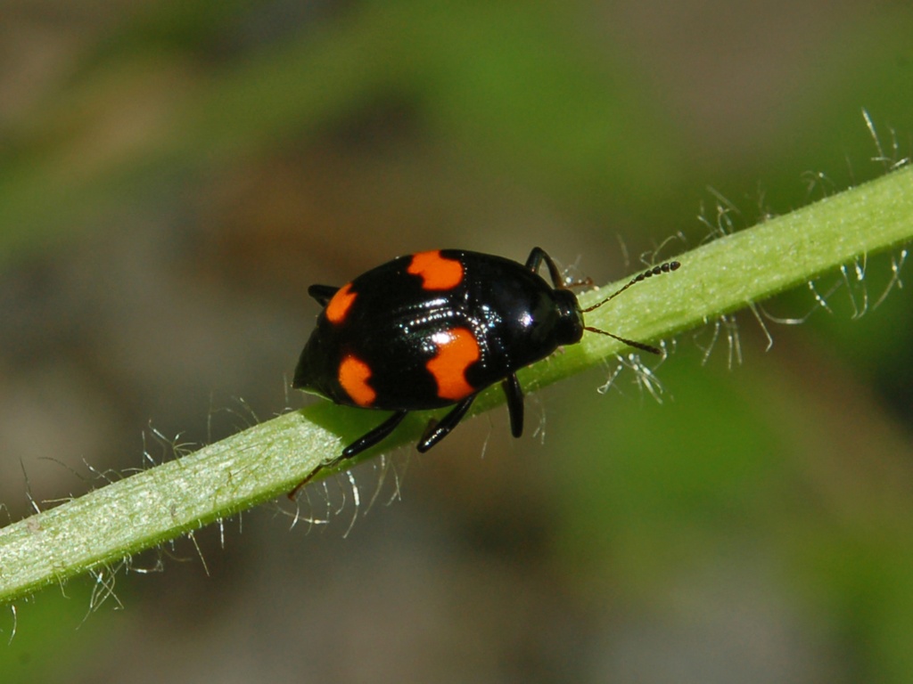 Scaphidium quadrimaculatum della Liguria